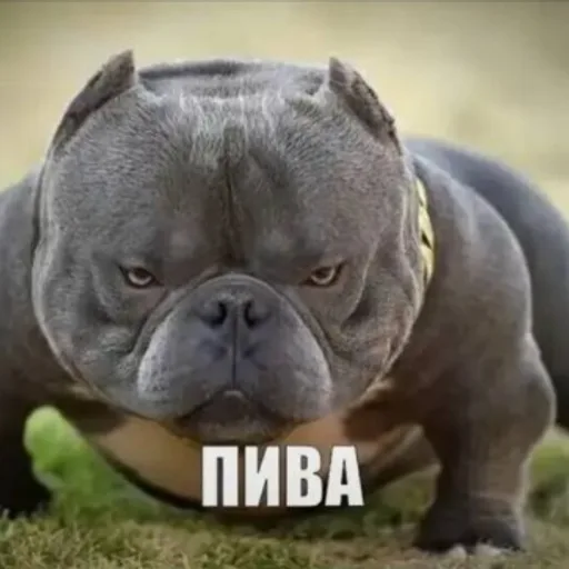 Логотип семьи Flocka