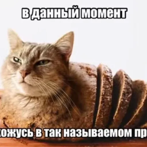 Логотип семьи Fortuna