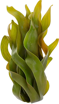 Ламинария