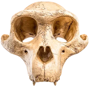 Череп макаки