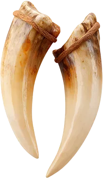 Клыки шимпанзе
