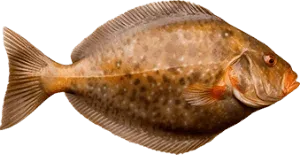 Камбала