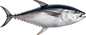 Тунец