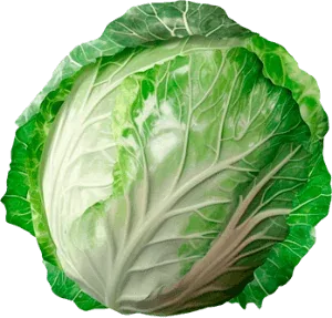Капуста