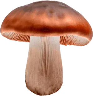 Подберезовик