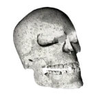 Череп