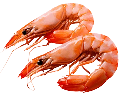 Креветки