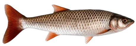 Голавль