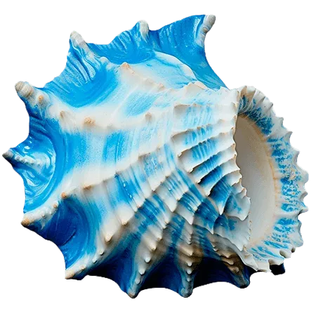 Морская раковина